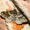 Woolly gray moth