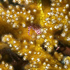 Red-spotted guard crab