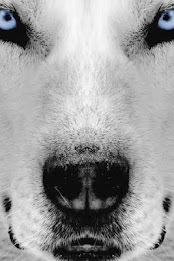 Husky Puzzle by BookMan poster 3