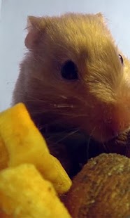 Lastest Hamster Eats Live wallpaper APK for PC