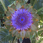 Artichoke Flower