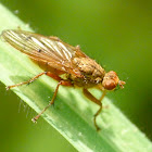 Dung fly