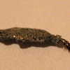 Case-making clothes moth larvae
