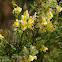 Common Toadflax