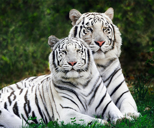 White Tiger Live Wallpaper