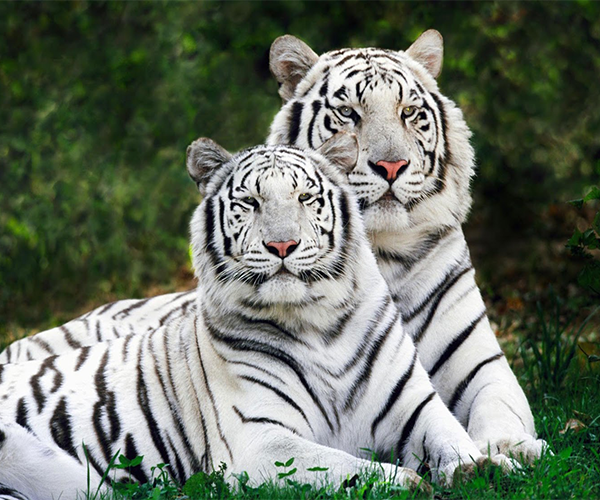 Gokil Abis Gambar Wallpaper Harimau Putih, Gambar Harimau