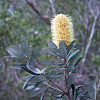 Coastal Banksia