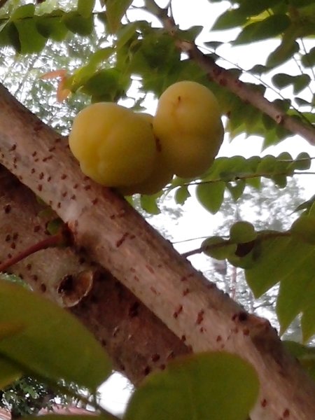 [S] gooseberry tree