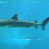 Tiger Shark