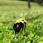 Eastern Bumble bee
