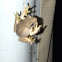 Southern brown tree frog