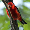 Scarlet tanager, male