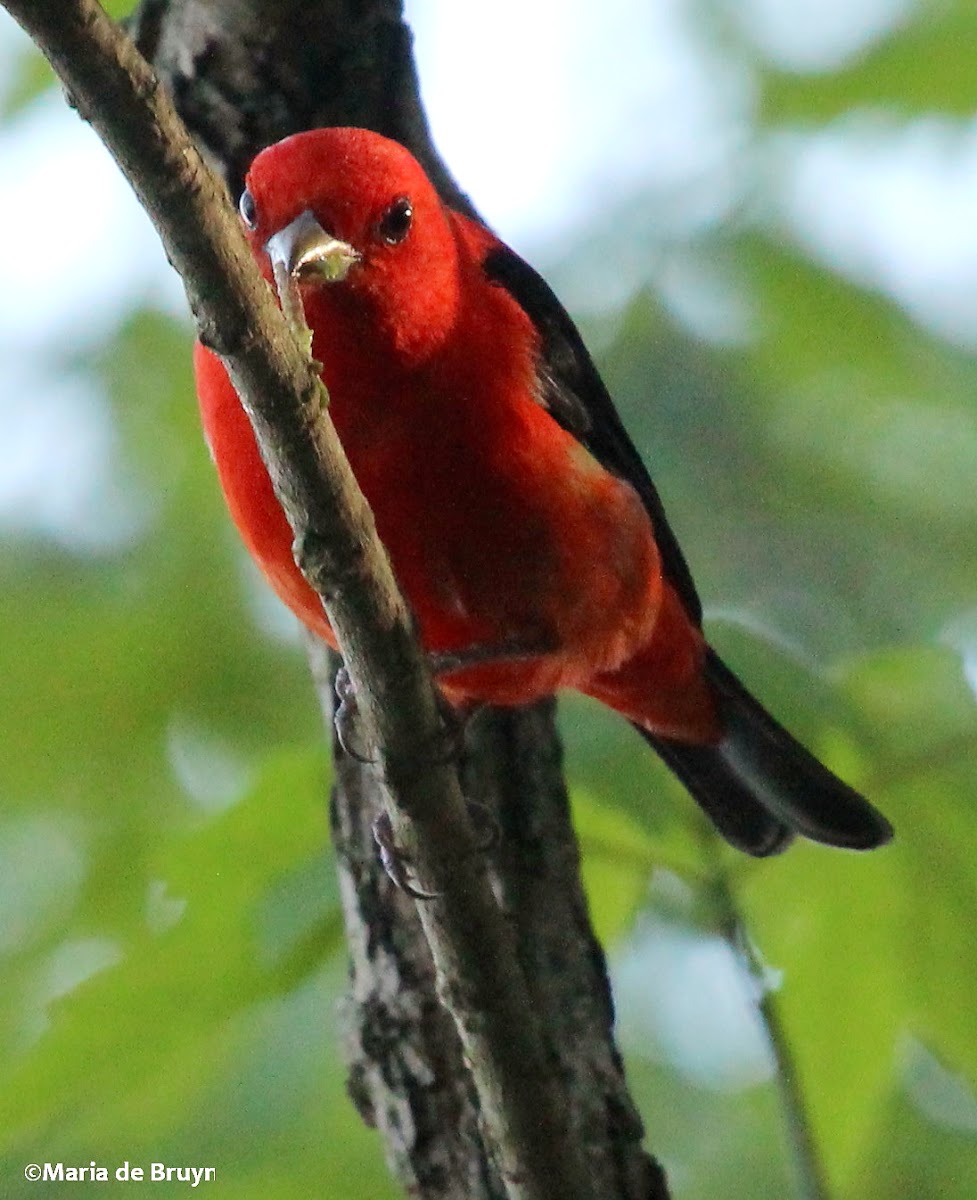 Scarlet tanager, male