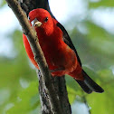 Scarlet tanager, male