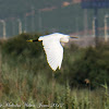 Little Egret; Garceta Común