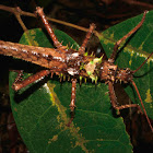 Spiny Stick Insect, Phasmid - Male