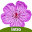 Flora of the Wasatch Intro Download on Windows