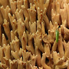 Tan Coral Fungi