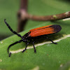 Netwinged Beetle