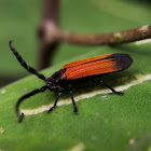 Netwinged Beetle