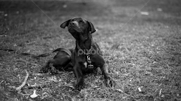 Hey, pet me! by Luis Rivera -  