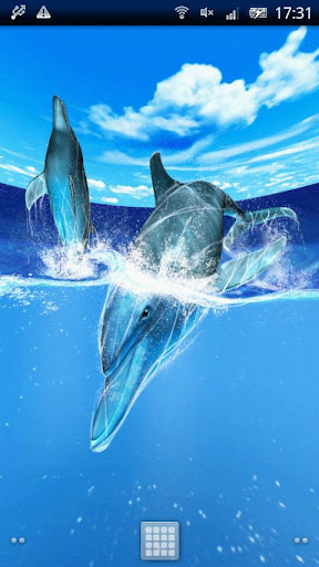 Play of Dolphins