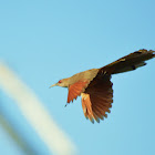 Great lizard cuckoo
