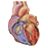 HeartRate Monitor logo