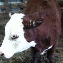 Polled hereford