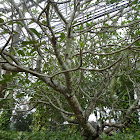 Singapore Plumeria