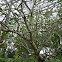Singapore Plumeria