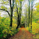 Autumn Live Wallpaper HD