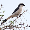 Grey-backed Fiscal