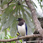 Curl-Crested Jay
