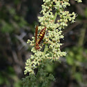 Polistes wasp
