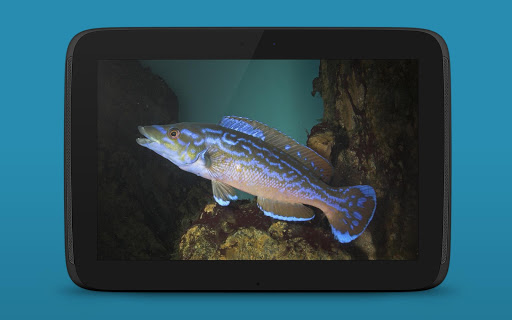 【免費書籍App】Fische 2 PRO-APP點子