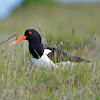 Eurasian Oystercatcher - Tjaldur