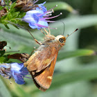 Unknown Skipper Butterfly