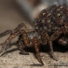 Thinlegged Wolf Spider and babies