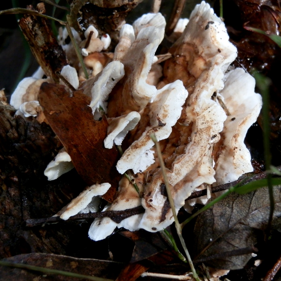 Bracket Fungi -one