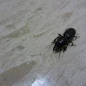 Caribidae Beetle