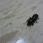 Caribidae Beetle