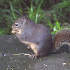 douglas squirrel