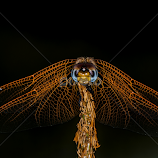 Eyes in Orange by Marc de Chalain -  