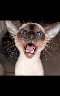 Lastest Photo Kitten Live Wallpaper APK for Android