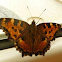 Large Tortoiseshell Butterfly / Veliki koprivar