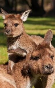 Download Aussie Animal Puzzles 2 APK
