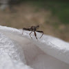 Spiny Assassin Bug
