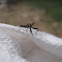 Spiny Assassin Bug