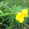 Yellow Oleander